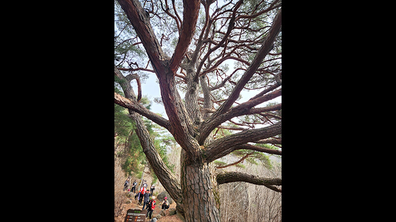 咸陽（ハミャン）山参ウェルネスヘルスツアーの写真4